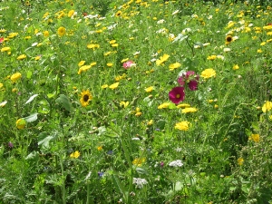 mooie veldbloemen in Houten